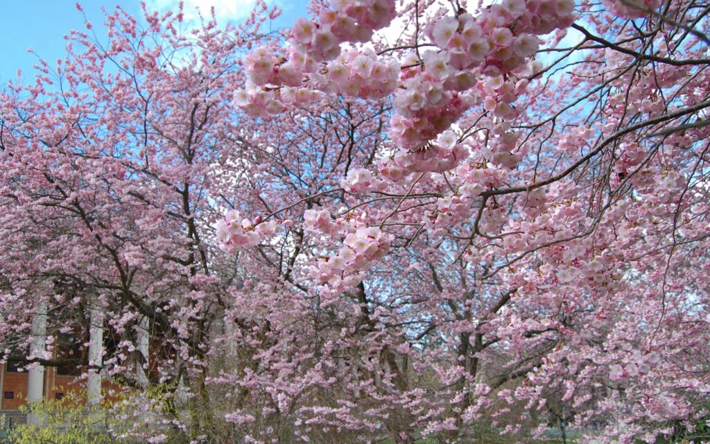 Cherry blossom trees in full bloom under clear blue sky vibrant spring wallpaper background