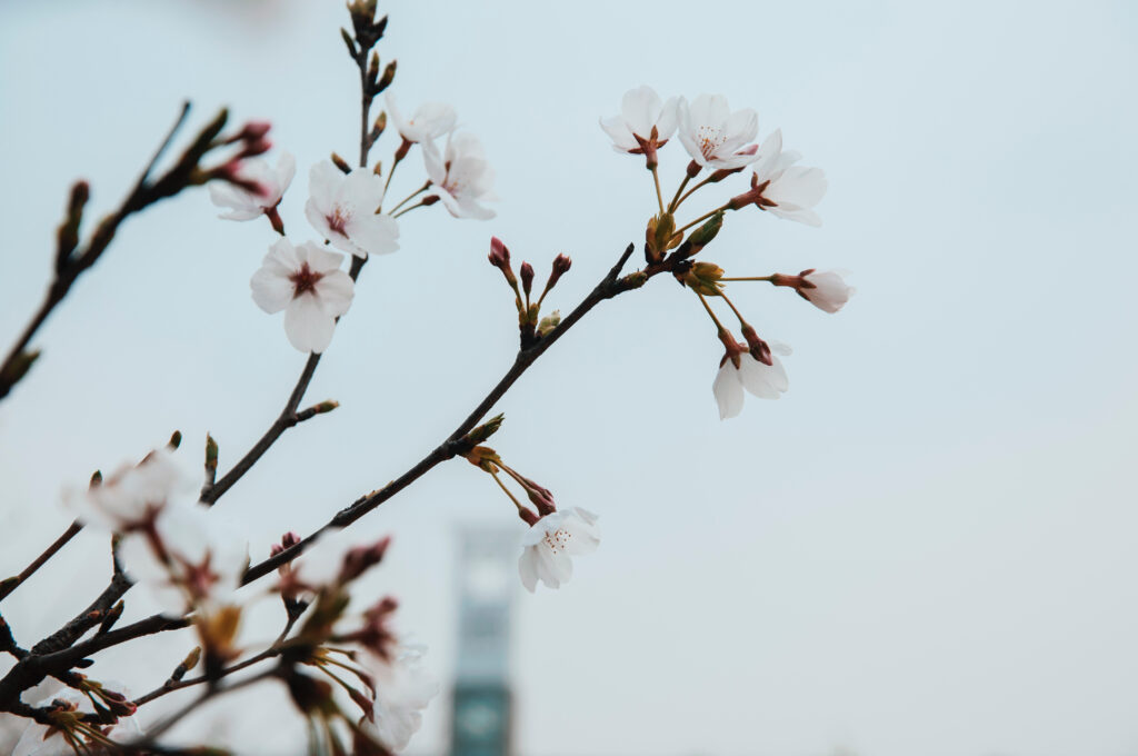 Cherry Blossoms Wallpaper: Springtime Beauty & Tranquility Background