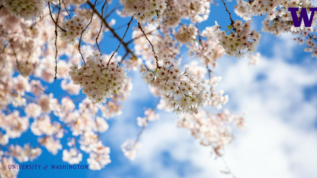 Sakura Blossom Wallpaper: UW's Spring Campus Beauty