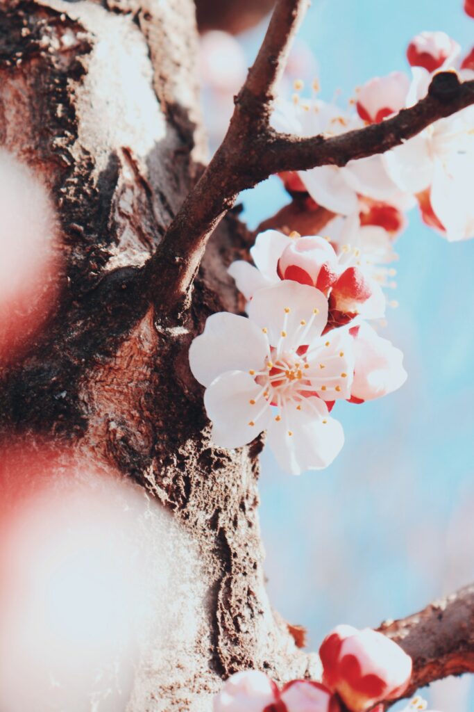 Cherry Blossom Wallpaper: Vibrant Spring Branch Against Blue Sky