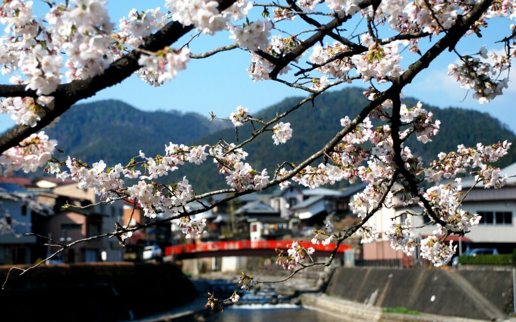 Cherry blossom branches in full bloom over a peaceful Chinese village with green mountains and blue sky Wallpaper