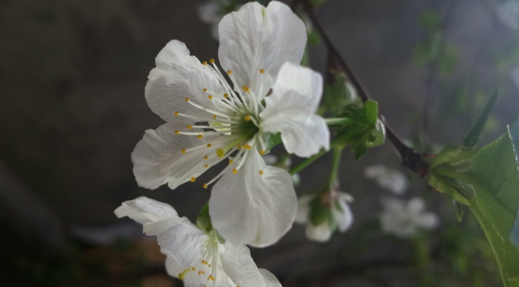 Blooming Splendor: Captivating Macro Cherry Blossom Display in HD Spring Wallpaper