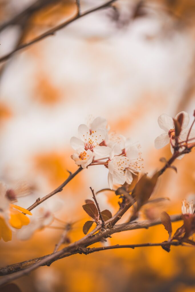 Cherry Blossoms in Full Bloom: Spring Wallpaper Background