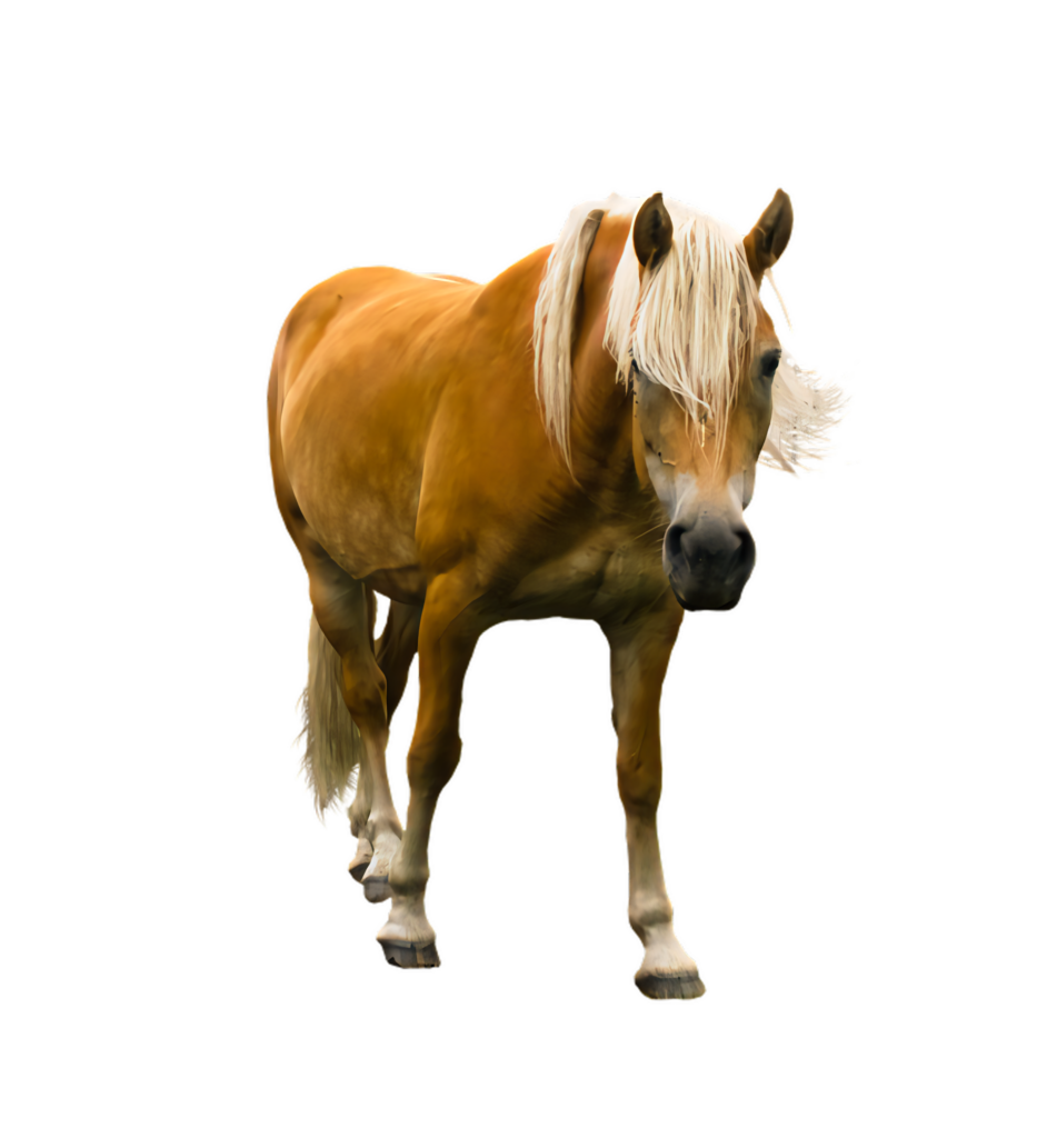 Chestnut Horse with Flowing Mane - Transparent Background for Design Wallpaper