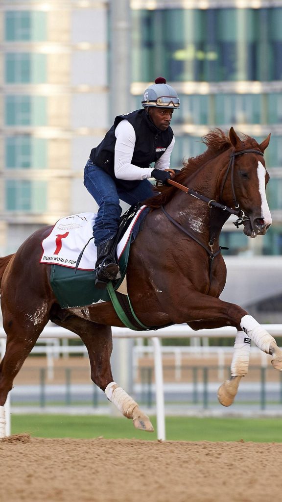 Chestnut Thoroughbred galloping on dirt track with Dubai World Cup saddle cloth action wallpaper
