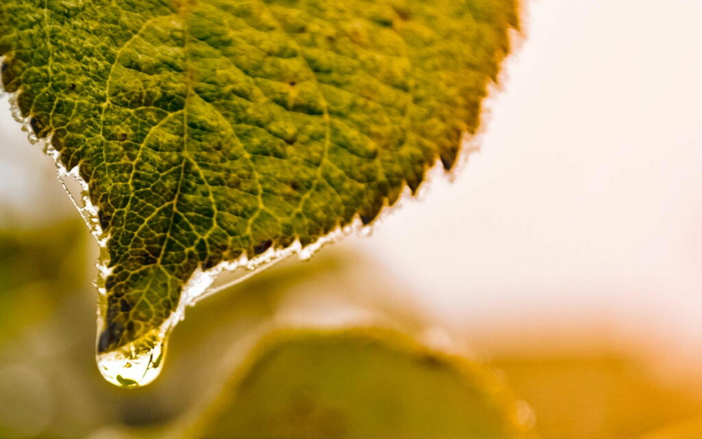 Falling Foliage: Stunning HD Wallpaper Background Photo of Leaf Drop-Plant