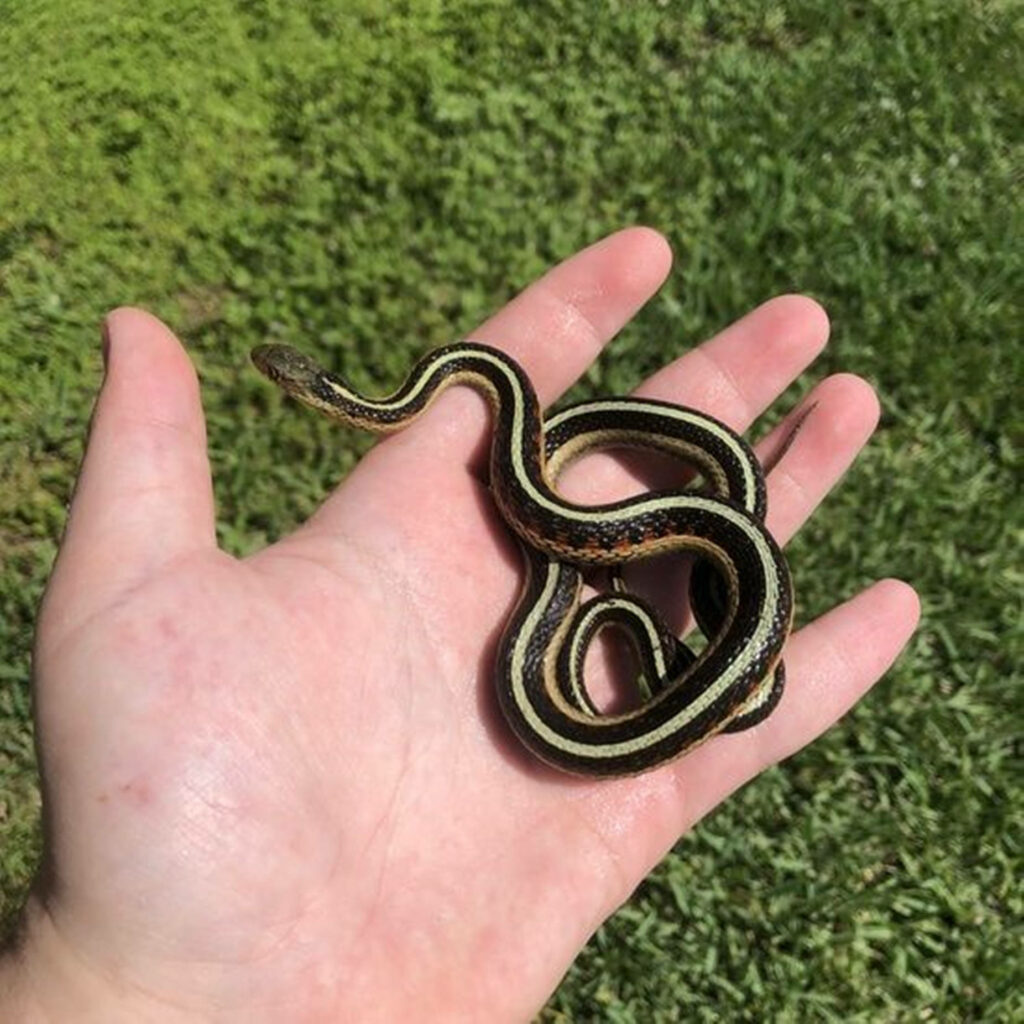 Chicago Garter Snake on Palm - Vibrant Stripes with Green Lawn Background Wallpaper