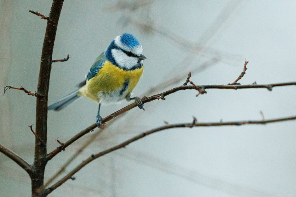 Chickadee on Bare Branch: Serene Nature Wallpaper Background