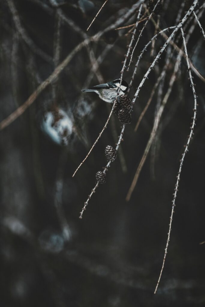 Chickadee Perched on Branch: Serene Nature Wallpaper Background