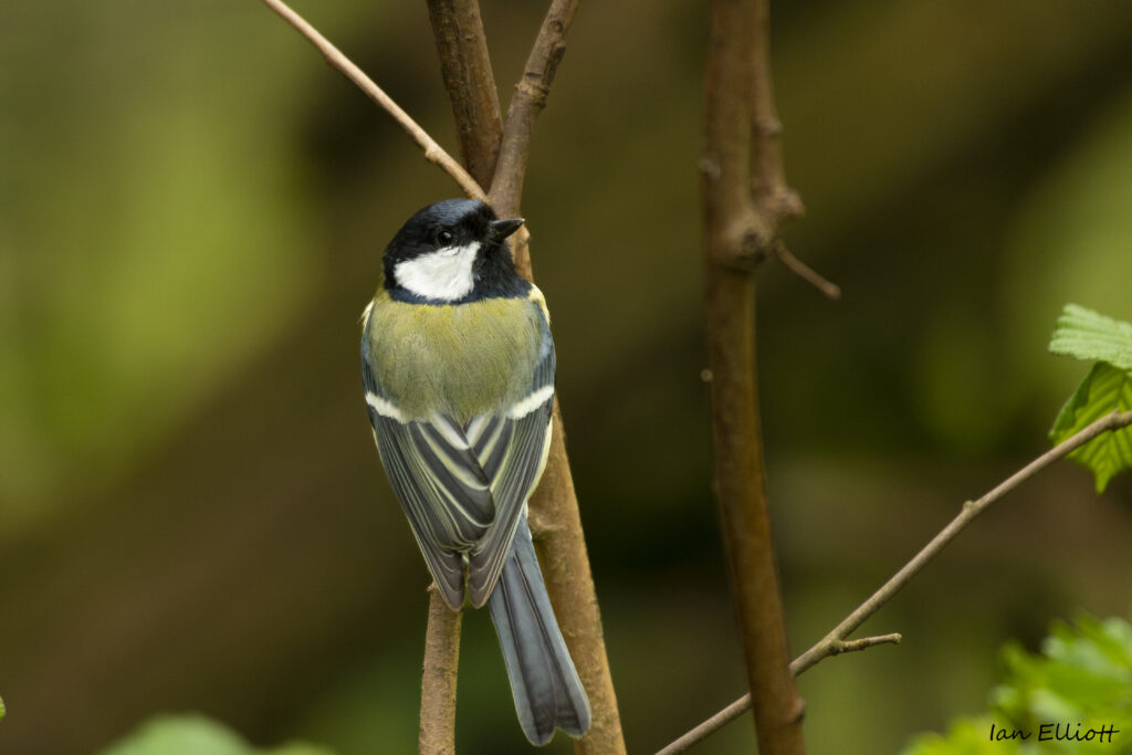 Chickadee on Branch: Serene Wildlife Wallpaper with Soft Background