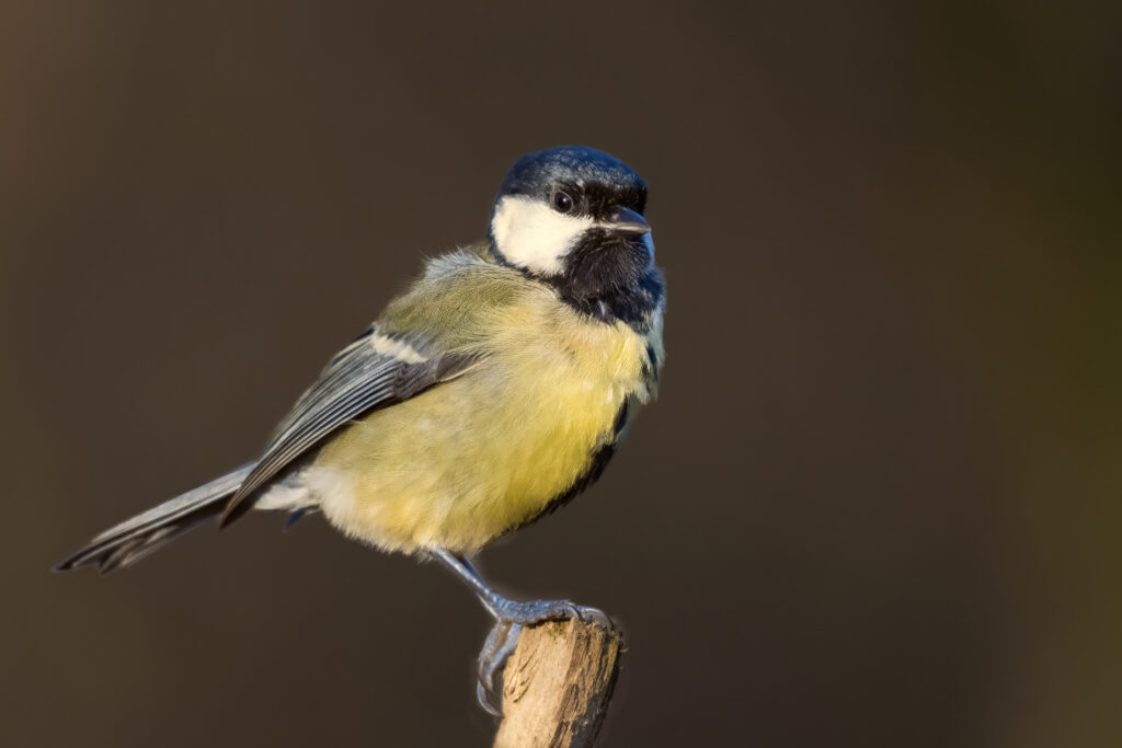 Chickadee Perched on Log - Stunning 6000x4000 Wildlife Wallpaper