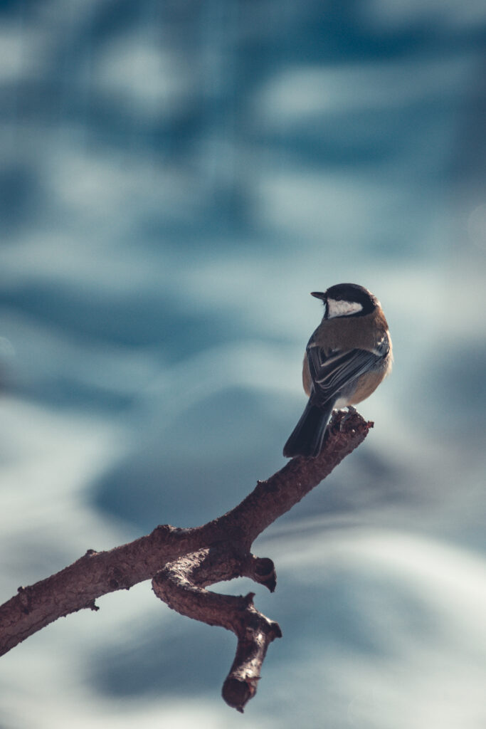 Chickadee Elegance: Winter Wallpaper with Blurred Background