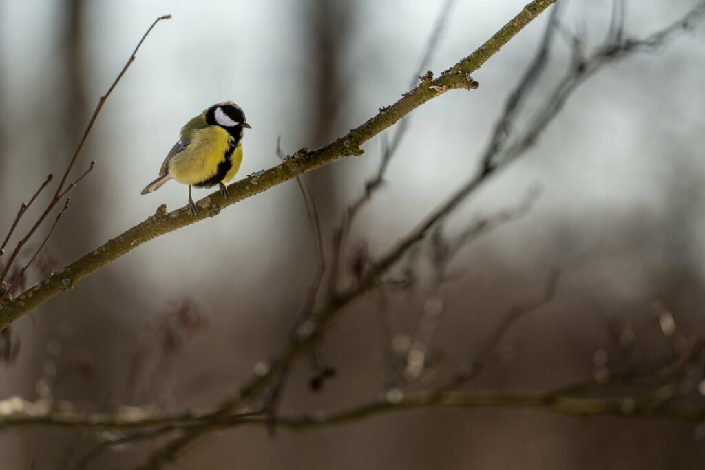 Chickadee on Branch: Serene Winter Nature Wallpaper