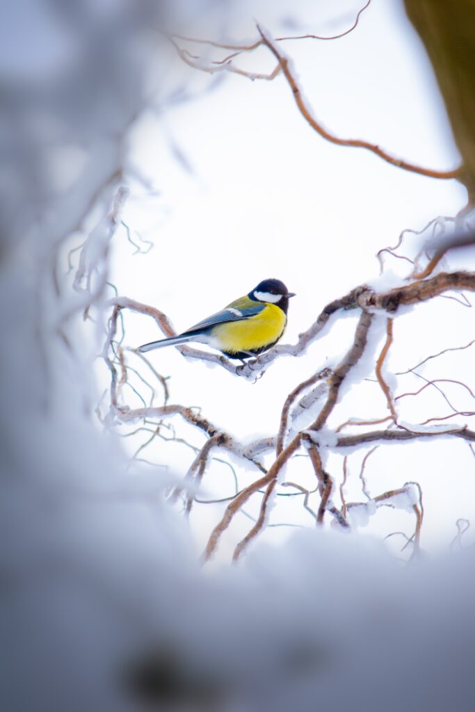 Charming Chickadee on Snowy Branch – Winter Wallpaper Background