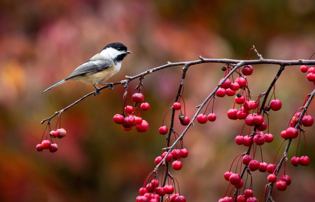Chickadee on Berry-Laden Branch: Tranquil Autumn Wallpaper