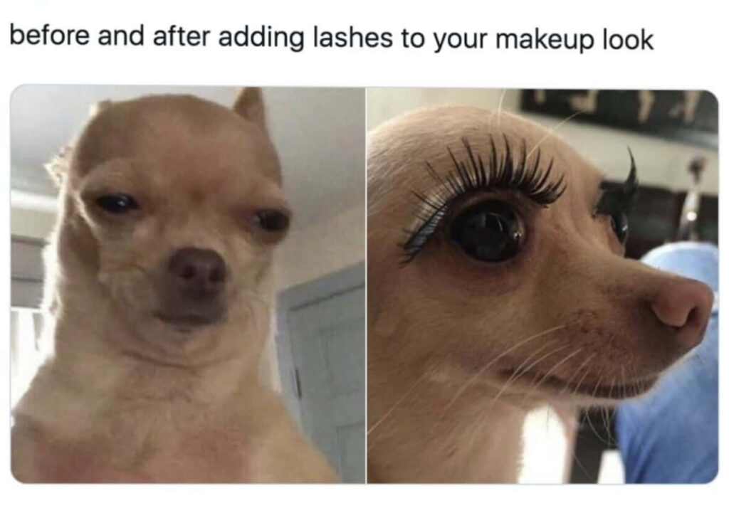 Chihuahua Makeup Transformation: Funny Before & After Wallpaper