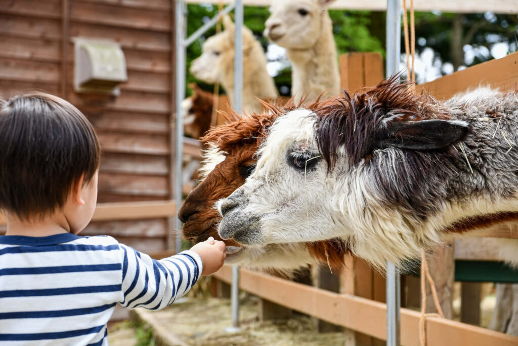 Child Feeding Friendly Alpacas in a Cozy Zoo Setting Wallpaper