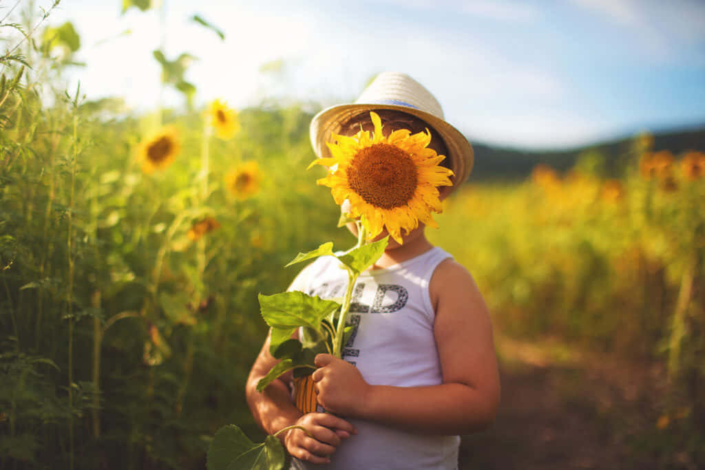 Child Playfully Hides in Sunflower Field: A Joyful Summer Scene Wallpaper