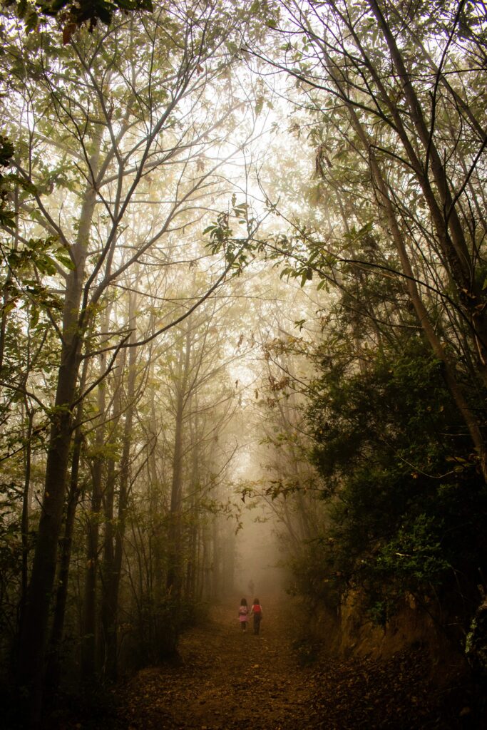 Two children walk on foggy forest path with tall arching trees and autumn leaves wallpaper background
