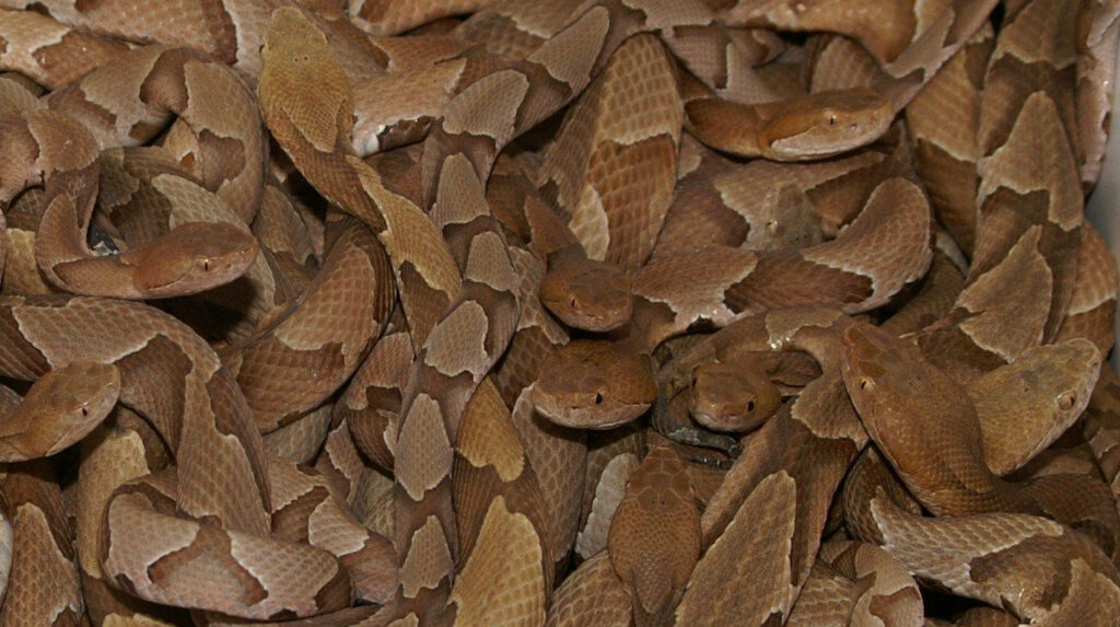Chilling Copperhead Snake Wallpaper: Intricate Patterns & Earthy Tones