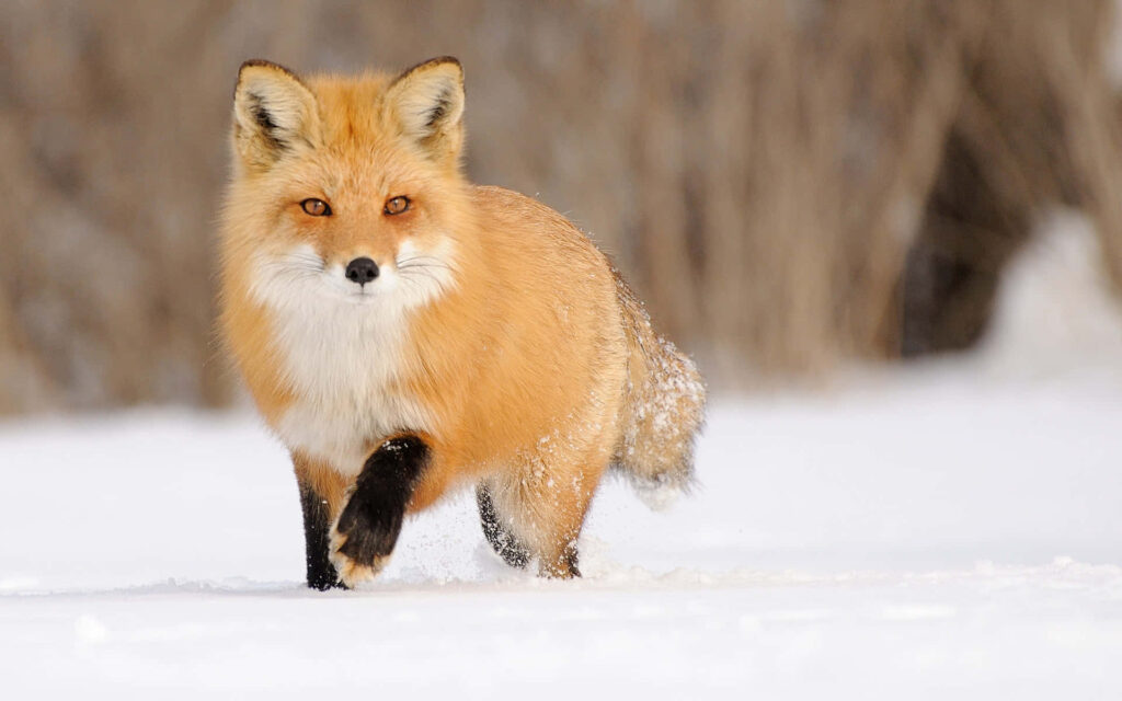 Frozen Majesty: A Stunning Cool Fox in the Snow Wallpaper