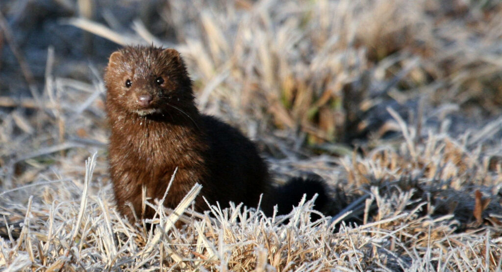 Young Mink in Frosty Grass: Chilly Morning Wallpaper Background