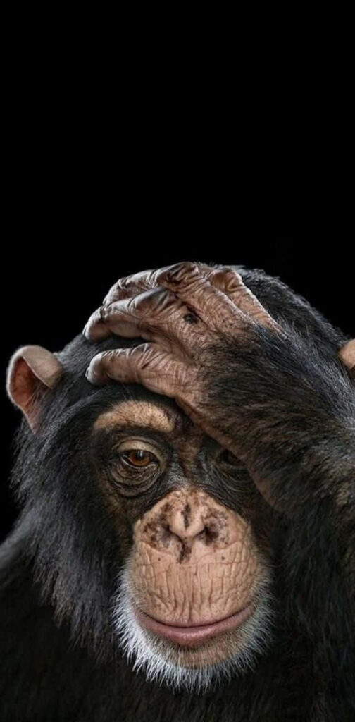 Emotive Chimpanzee Wallpaper on Stark Black Background