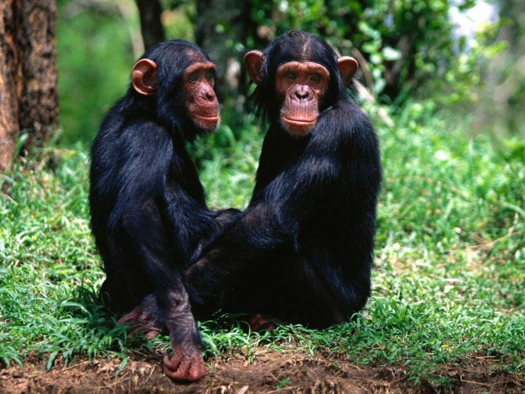 Two Chimpanzees Interacting on Lush Green Forest Floor Wallpaper