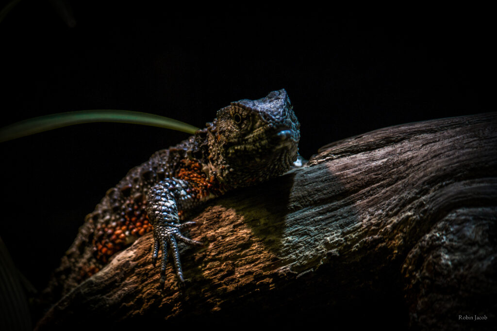 Stunning Chinese Crocodile Lizard Wallpaper with Textured Scales
