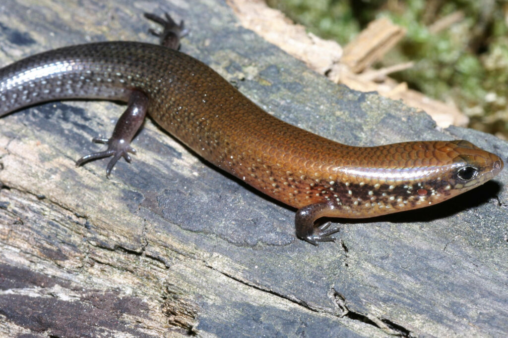 Chinese Short Limbed Ground Skink on Rustic Wood Background Wallpaper