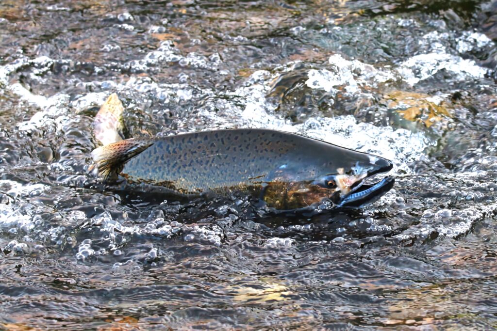 Chinook Salmon swimming upstream with glistening blue silver scales in clear rushing water wallpaper