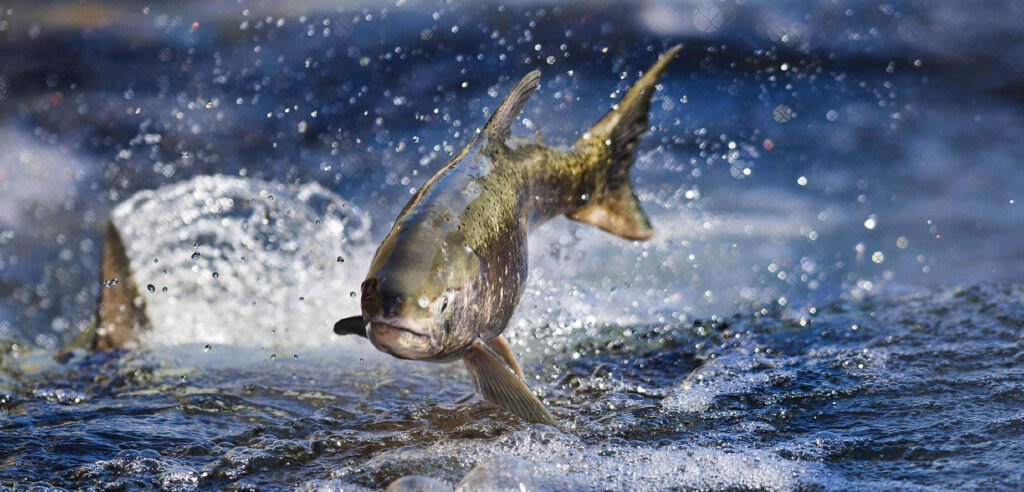 Chinook Salmon leaping from rushing river with vivid blue white splashes dynamic wallpaper
