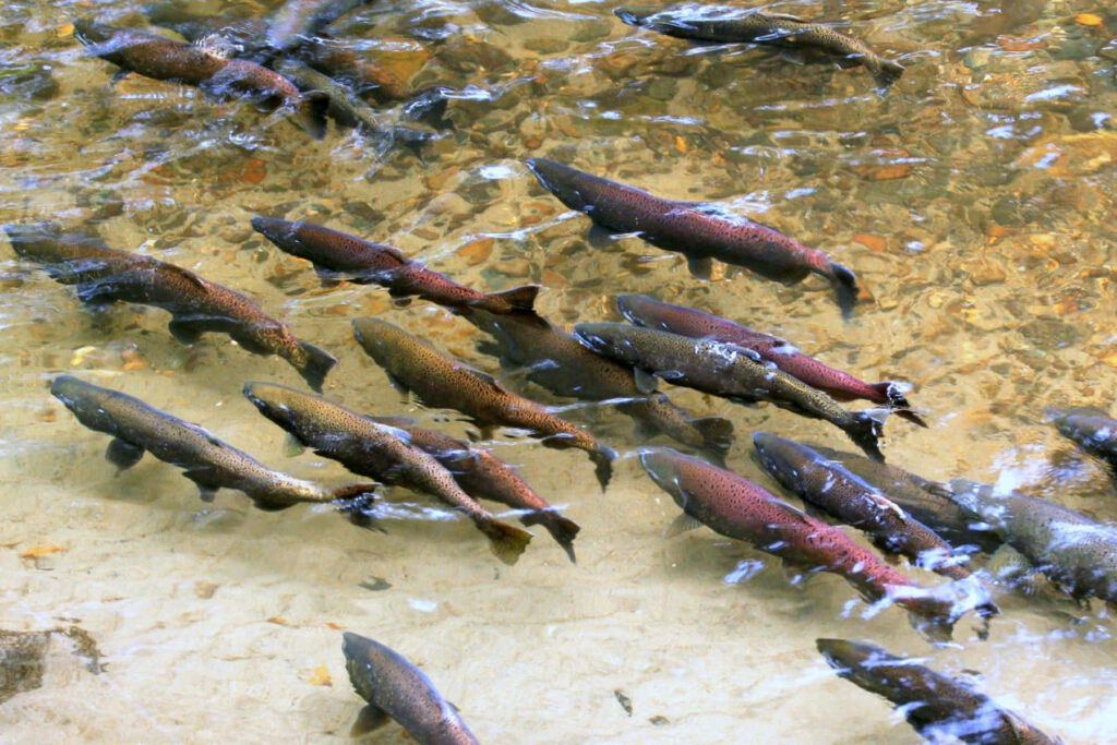 Chinook salmon swimming upstream in clear shallow stream with sunlit riverbed and stones Wallpaper
