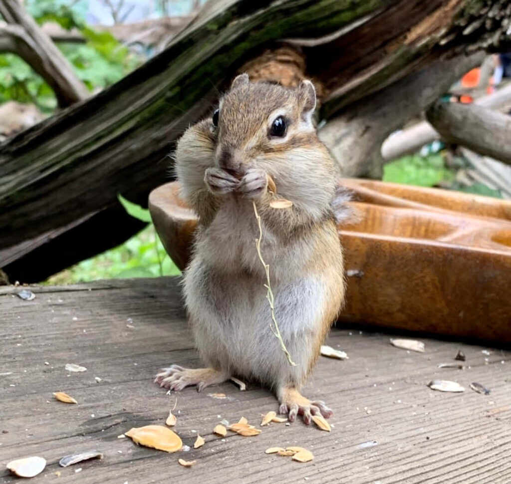 Chipmunk Nibbling Seeds on Rustic Wooden Table with Greenery Wallpaper