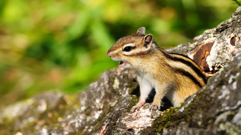 Curious Chipmunk in Sunlit Greenery - Nature Wallpaper Background