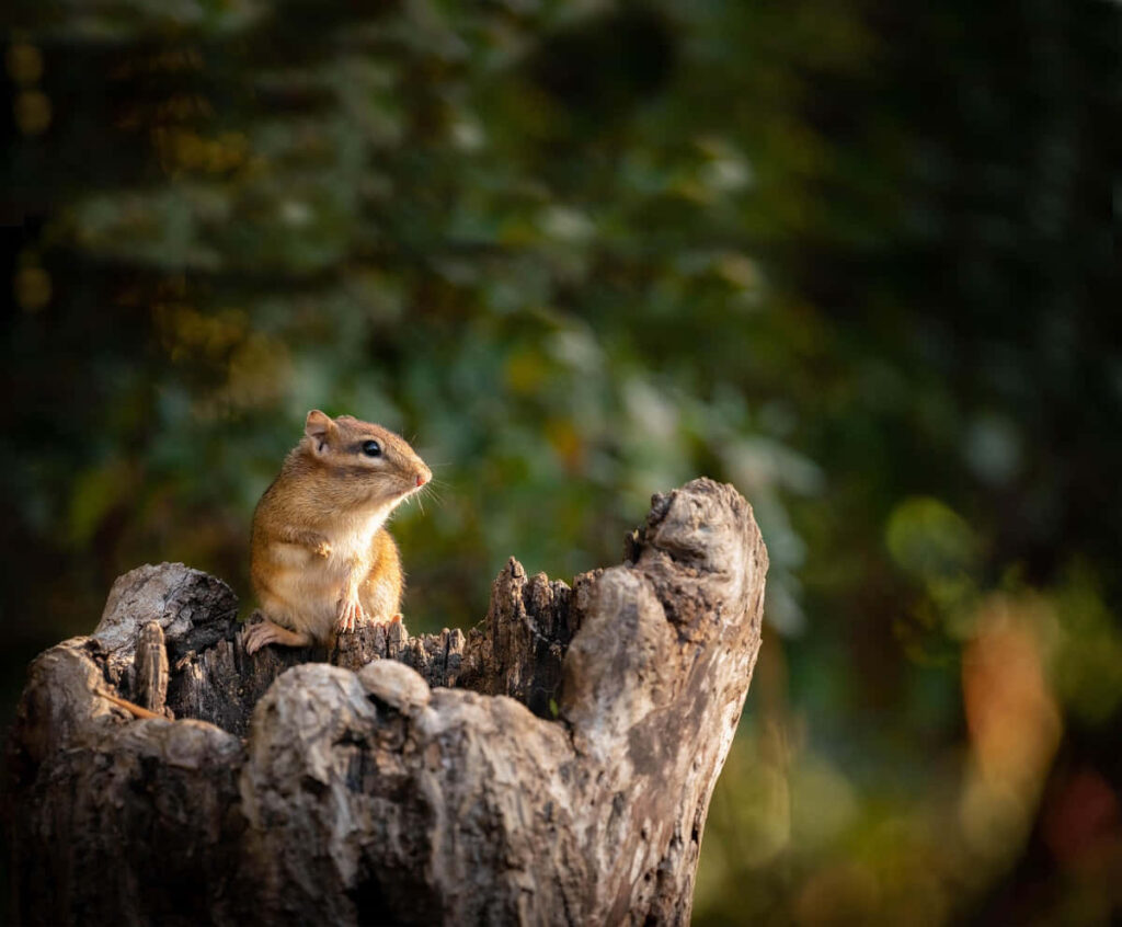 Chipmunk on Weathered Tree Trunk Amidst Lush Greenery Wallpaper