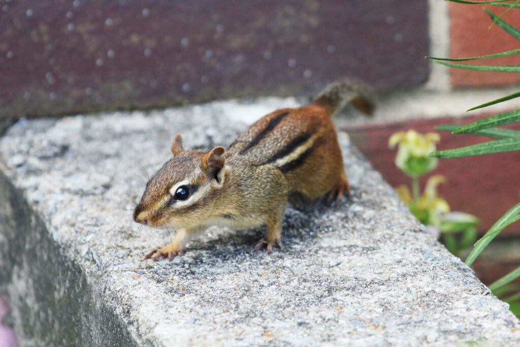Chipmunk Wallpaper: Striped Charm Amidst Urban Greenery