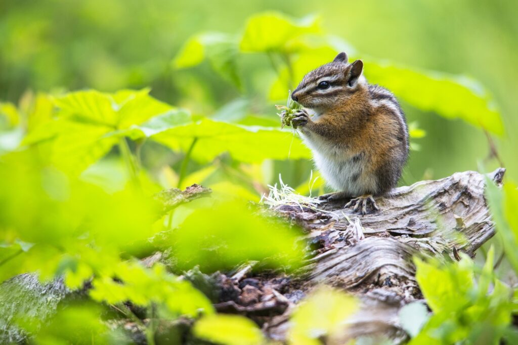 Serene Chipmunk on Log: Vibrant Nature Wallpaper Background