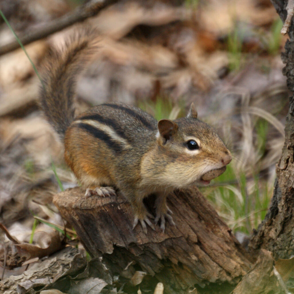 Chipmunk on Tree Stump: Lively Wildlife Wallpaper Background