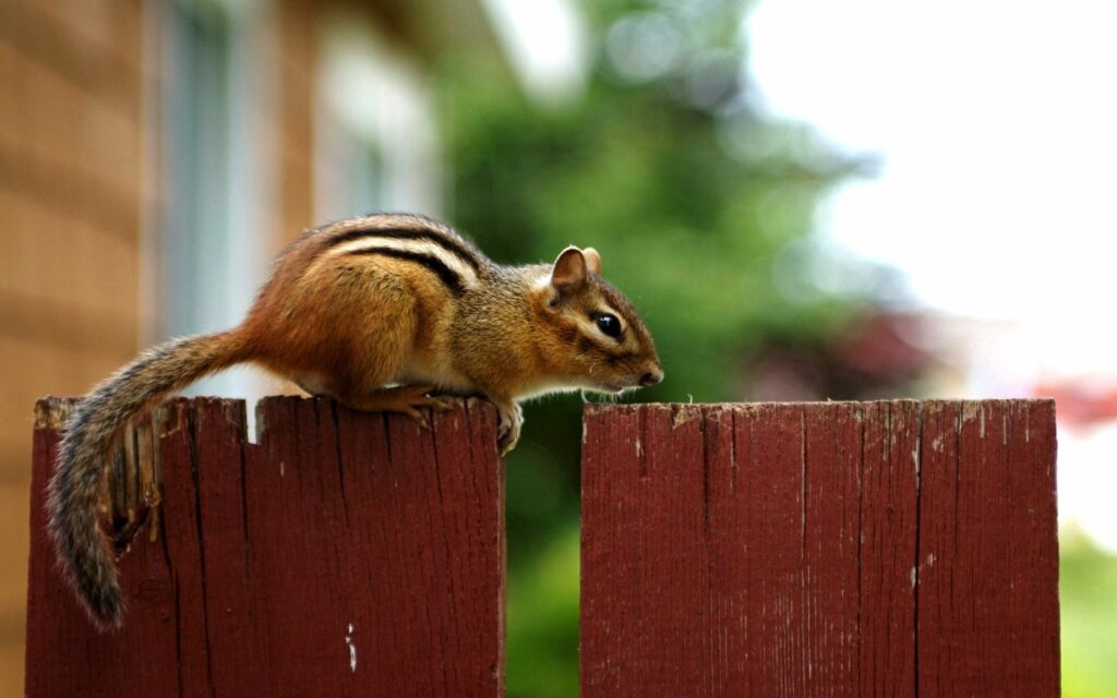 Curious Chipmunk on Weathered Fence in Serene Natural Background Wallpaper