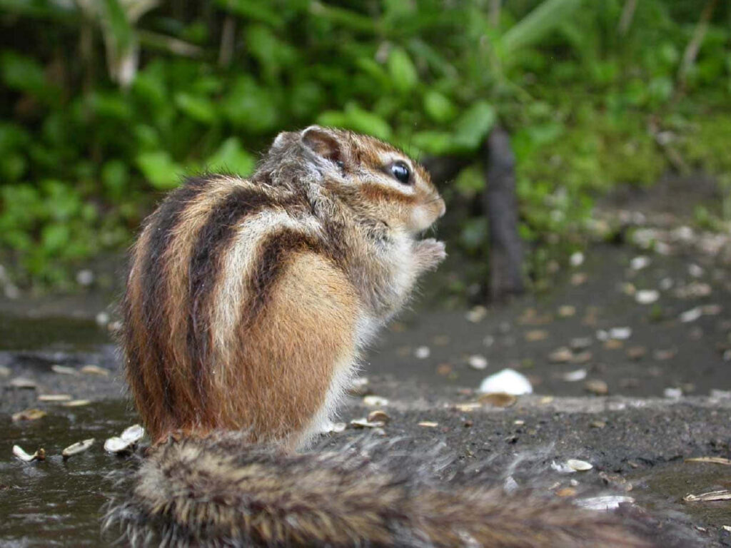 Chipmunk on Wet Soil with Lush Green Foliage - Serene Nature Wallpaper