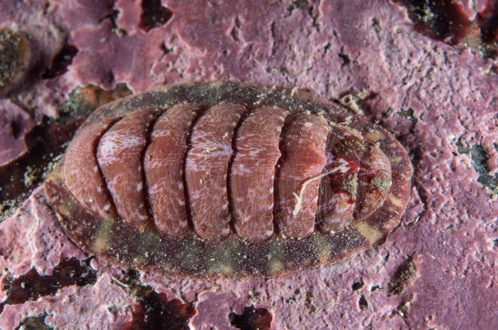 Close-up of reddish-brown chiton on textured pink rock showcasing marine anatomy and patterns Wallpaper