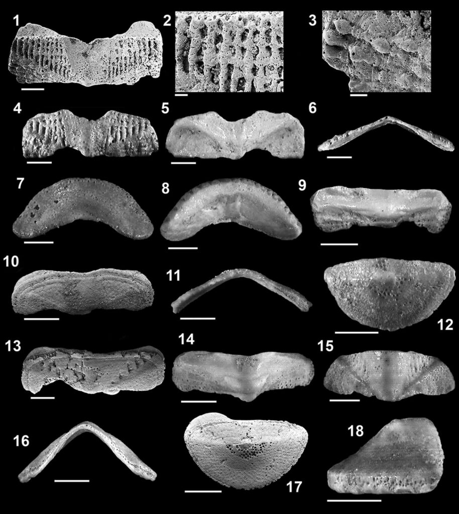 High-contrast grayscale Chitonidae fossil shells on black background showcasing textures and shapes Wallpaper