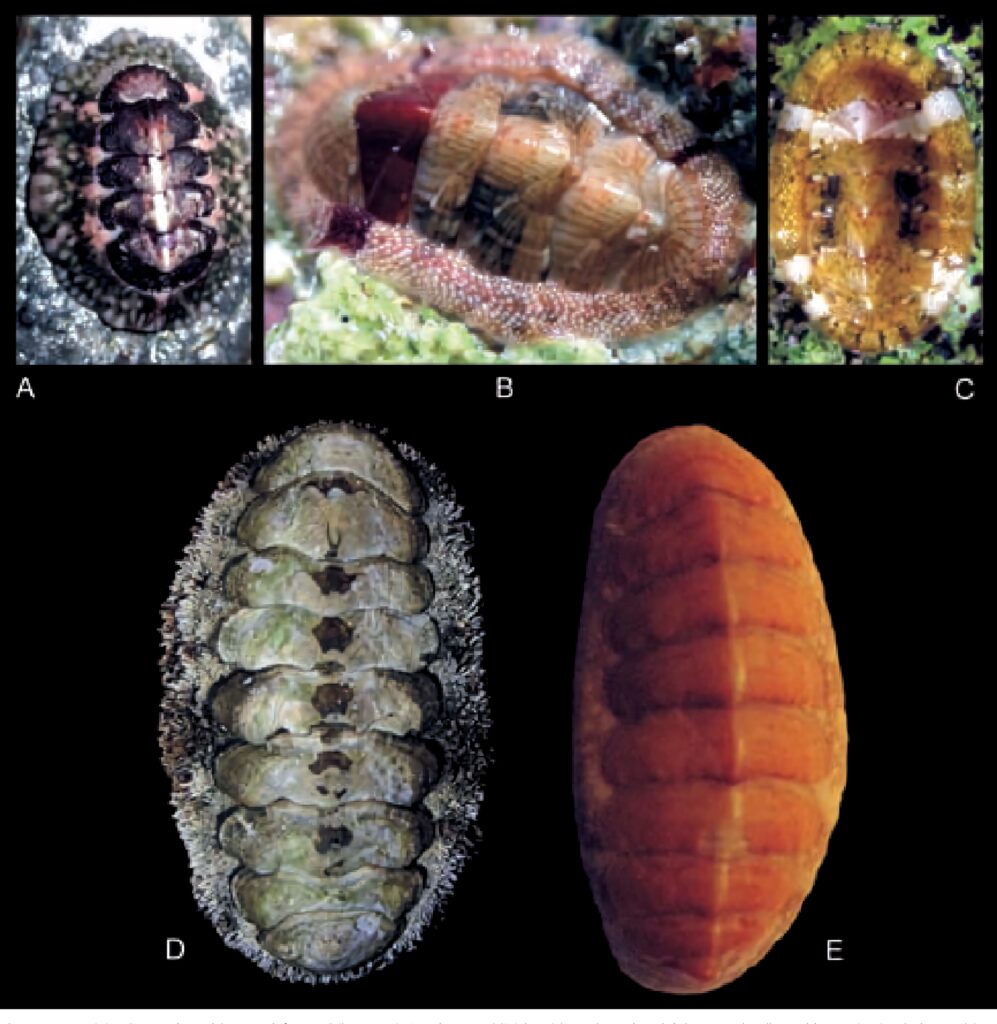 Close-up of diverse Chitonidae mollusks with armored plates and textured shells on black background Wallpaper