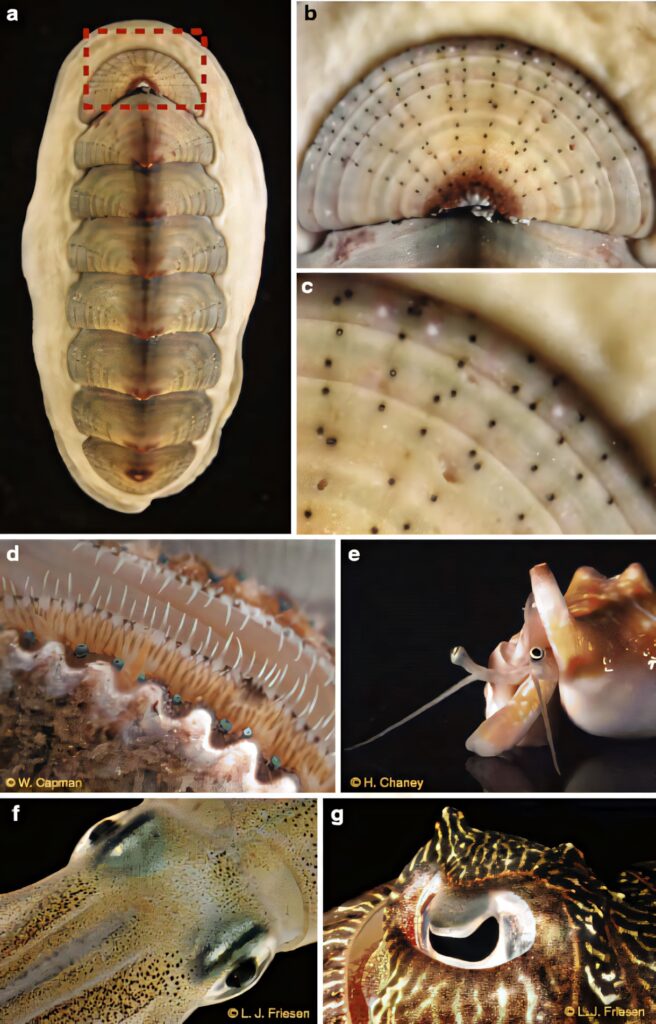 Close-up collage of Chitonidae mollusks showcasing segmented shells and textured marine anatomy Wallpaper