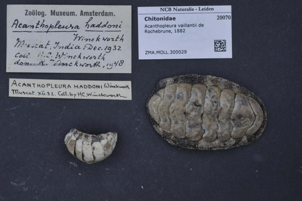 Chitonidae shells with segmented textures on dark background vintage scientific labels natural history wallpaper