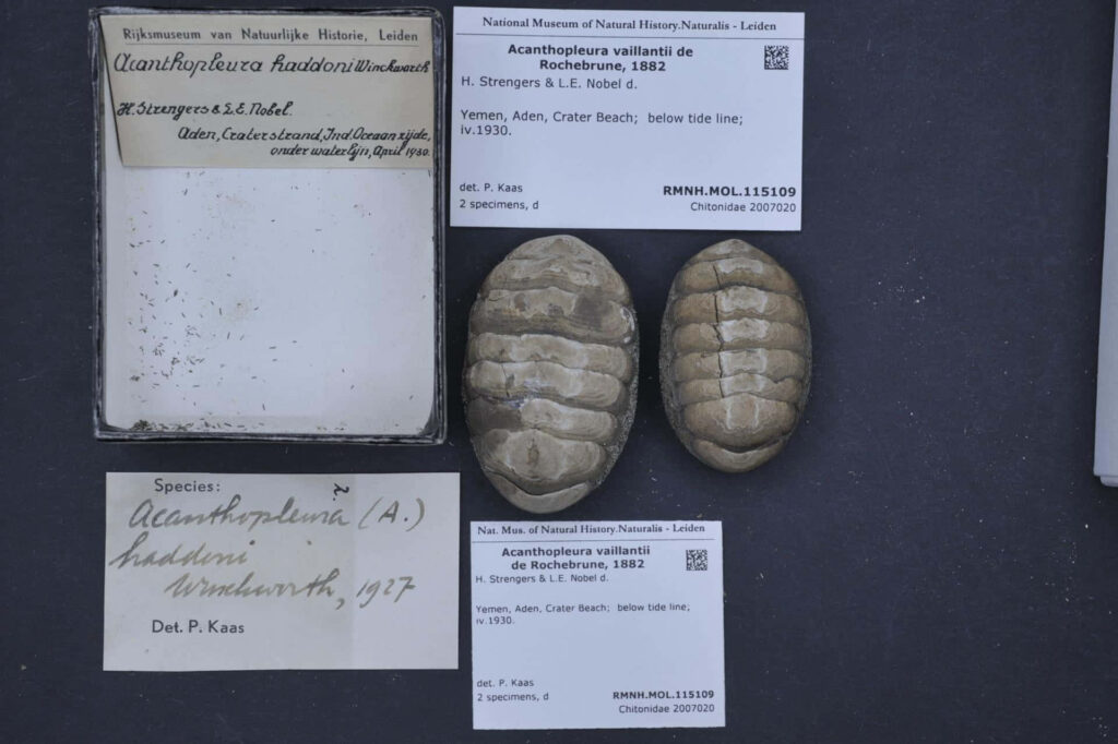Chitonidae shells with museum labels showcasing marine biology taxonomy in earthy tones wallpaper background