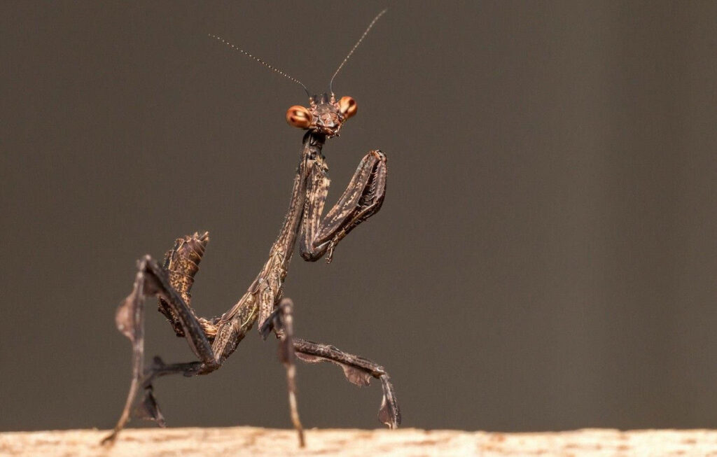 Close-Up Chocolate Praying Mantis on Branch - Detailed Texture Wallpaper