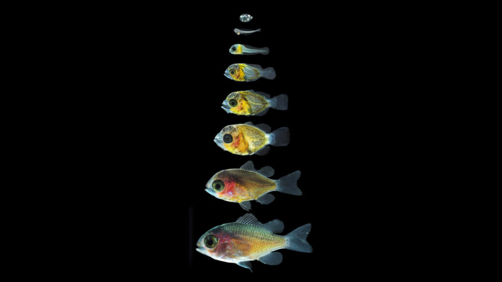 Chromis fish development stages from egg to juvenile vibrant yellow orange blue on black background Wallpaper