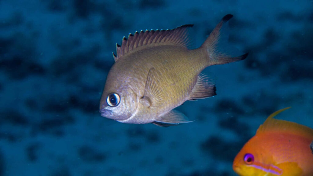Close-up of Chromis fish swimming in deep blue water surrounded by vibrant marine life wallpaper
